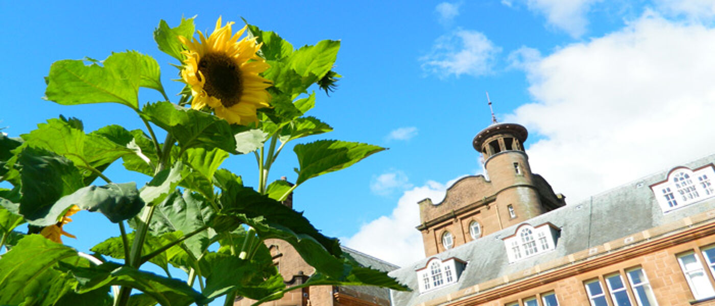 sunflower outside main building on Dumfries campus