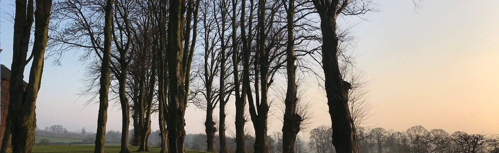 Trees at sunset on Dumfries Campus
