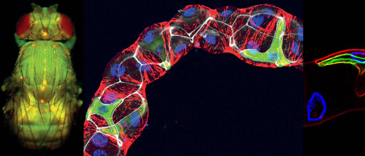 Bioimage of a fly's heat signatures